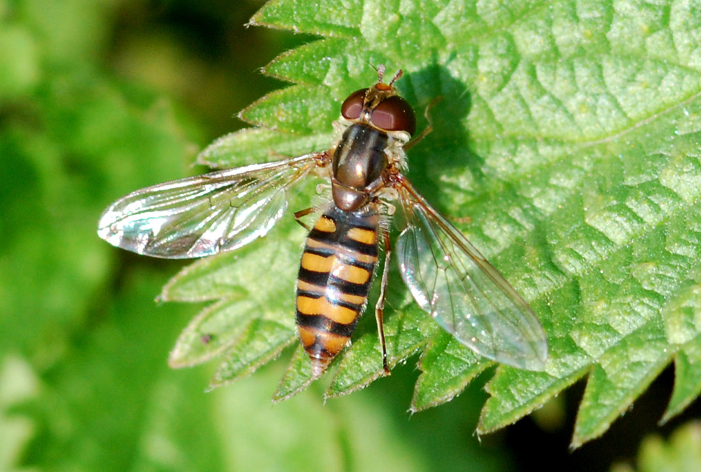 Episirphus balteatus (Syrphidae)